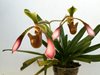 Paphiopedilum Lowii (Orchids & more)